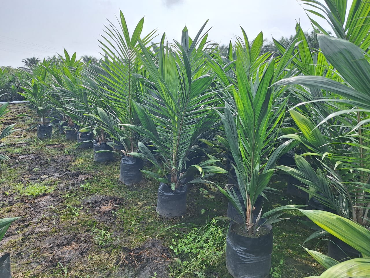 Bibit PPKS 540 (Main nursery)